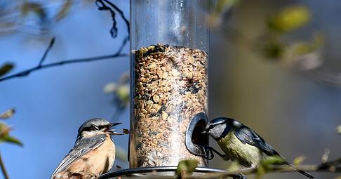 Wichtige Futterstellen: Trotz fr&uuml;hlingshafter Tage bleiben nat&uuml;rliche Futterquellen f&uuml;r V&ouml;gel im M&auml;rz oft knapp.