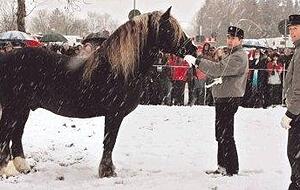 Die Pr&auml;sentation der Marbacher Zuchthengste, hier der Schwarzw&auml;lder Kaltbl&uuml;ter Respekt, ist allj&auml;hrlich der Auftakt f&uuml;r die gro&szlig;e Pferdeschau auf der Herrenwiese.