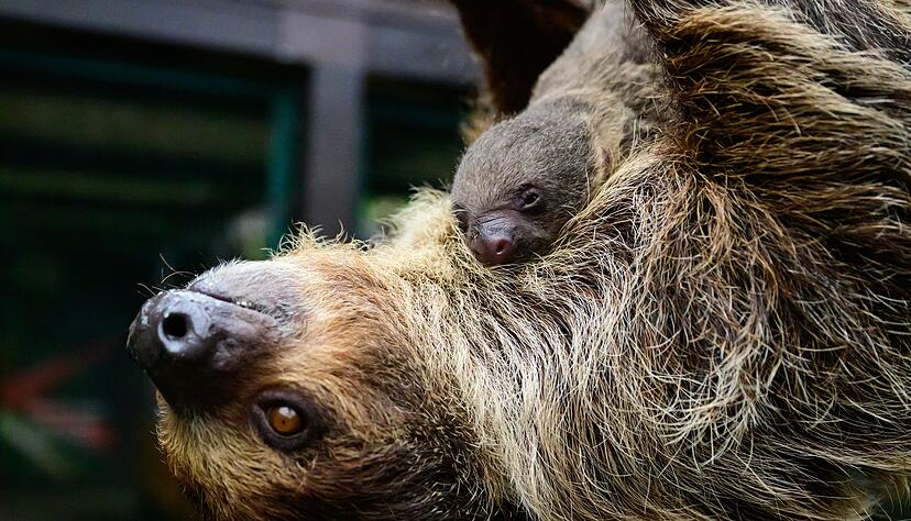 Die Faultiermama hatte schon im vergangenen Jahr ein Junges zur Welt gebracht.