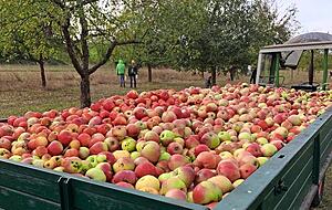 Da war der Anhänger voll . Nicht jedes Jahr ist die Ausbeute von der Streuobstwiese groß. Frost im Frühjahr führt zu einer mauen Ernte.
Foto: privat