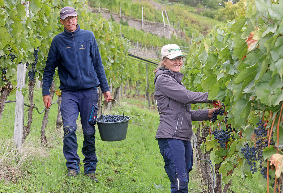Traubenlese: Erster koscherer Württemberger Wein