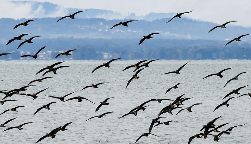 Mit einem Drohnen-Projekt soll die Zahl der Kormorane einged&auml;mmt werden. (Symbolbild)