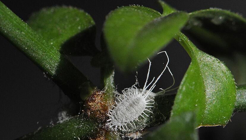 Wollläuse siedeln sich gerne im Winter an Zimmerpflanzen an. Wollläuse siedeln sich gerne im Winter an Zimmerpflanzen an.