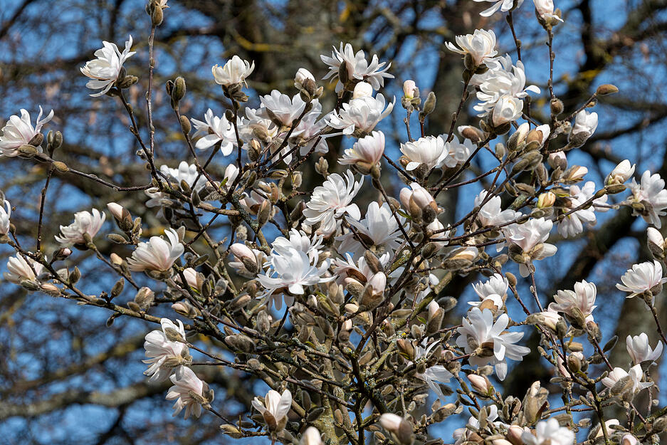 Im Zaberg&auml;u bl&uuml;ht die Sternmagnolie bereits.