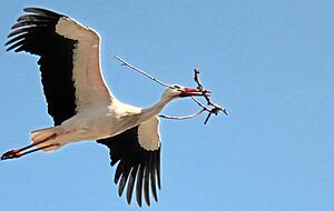 Da musste wohl das Nest ausgebessert werden... Angelika Rampmeier hat dieses beeindruckende Foto eines Storchs bei Cleebronn gemacht. Inzwischen sind schon die ersten Jungstörche da. Da musste wohl das Nest ausgebessert werden... Angelika Rampmeier hat dieses beeindruckende Foto eines Storchs bei Cleebronn gemacht. Inzwischen sind schon die ersten Jungstörche da.