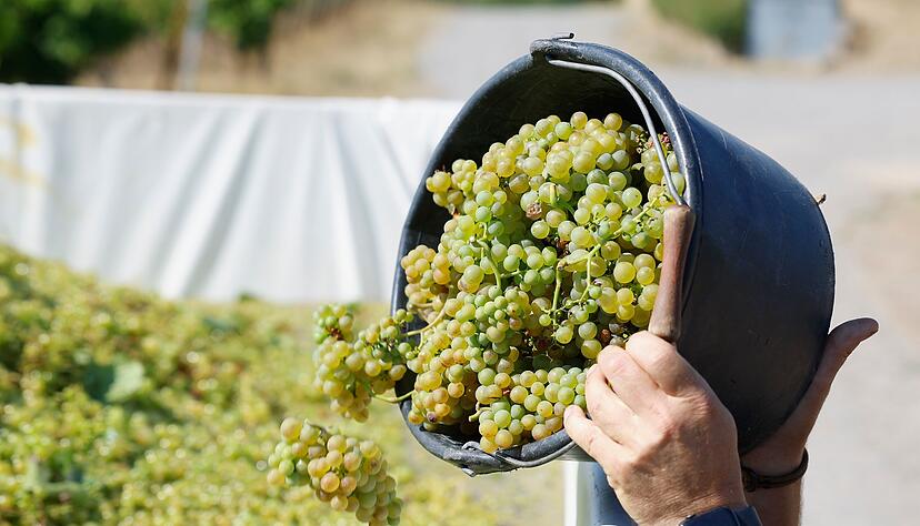 Es wird prickelnd - bald gibt es wieder Federwei&szlig;er. (Archivbild)