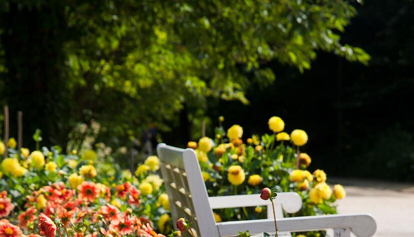 Je sonniger die Dahlien es haben, desto mehr Blüten bilden sie. Je sonniger die Dahlien es haben, desto mehr Blüten bilden sie.