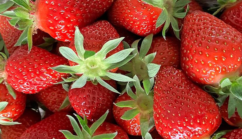 Die Erdbeersaison ist gestartet. Im Schnitt kosten heimische Erdbeeren etwa 4,90 Euro. Den Preis begründen die Anbauer damit, dass Erdbeeren viel Handarbeit notwendig machen. Die Erdbeersaison ist gestartet. Im Schnitt kosten heimische Erdbeeren etwa 4,90 Euro. Den Preis begründen die Anbauer damit, dass Erdbeeren viel Handarbeit notwendig machen.
