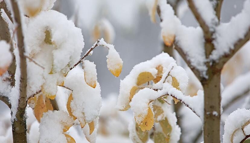 In den ersten Regionen klopft zum Beginn der Woche der Winter mit Schneefällen an (Archivbild). In den ersten Regionen klopft zum Beginn der Woche der Winter mit Schneefällen an (Archivbild).