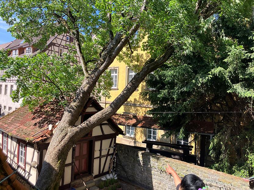 Ein lautes Knallen war in der Altstadt von Bad Wimpfen am Freitagmorgen deutlich vernehmbar. Der Grund war ein umgefallener Baum.