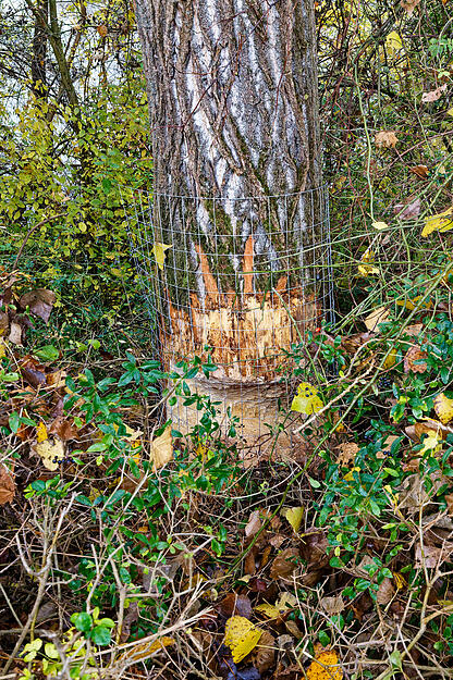 Maschendraht soll den Baum vor weiteren Schäden schützen.