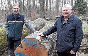 Revierförster Martin Killat (links) mit dem teuersten Stamm. Revierförster Martin Killat (links) mit dem teuersten Stamm.