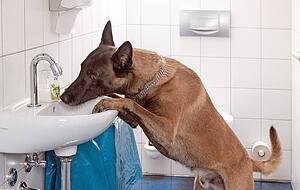 Brix, ein belgischer Sch&auml;ferhund, sucht und schn&uuml;ffelt die Trainingsr&auml;umlichkeiten in Offenau ab.