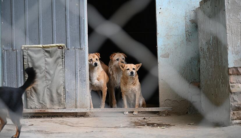 Manche Besitzer in China setzen ihre Hunde aus, etwa wenn sie umziehen m&uuml;ssen oder keine Zeit mehr haben.