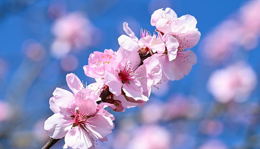 Mancherorts - wie hier im s&uuml;dhessischen Landkreis Bergstra&szlig;e - ist die Mandelbaumbl&uuml;te zu bewundern.