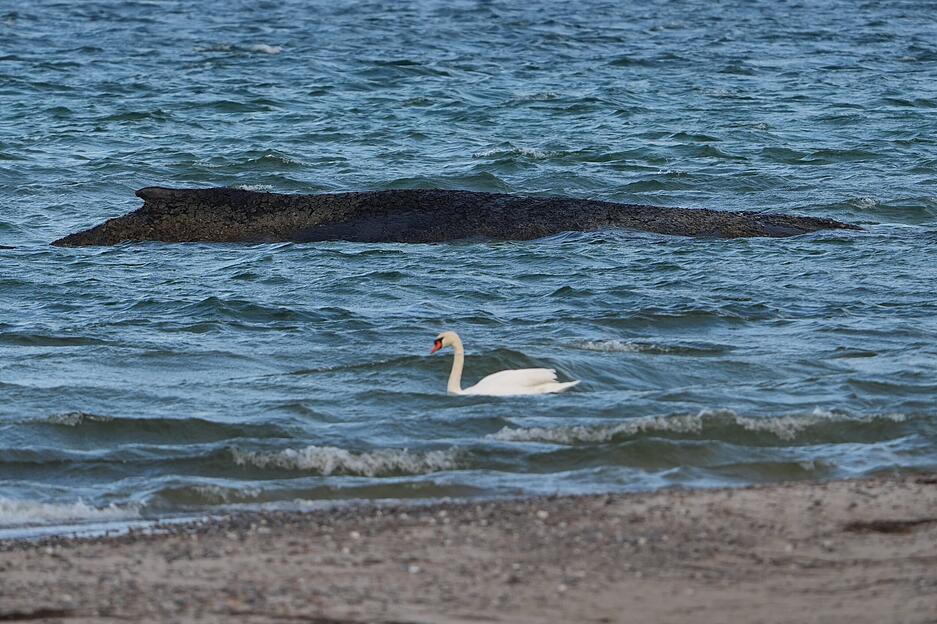 Timmendorfer Strand: Ein Schwan schwimmt am gestrandeten Wal im Wasser der Ostsee vor der Seebr&uuml;cke am Hafen Niendorf vorbei.