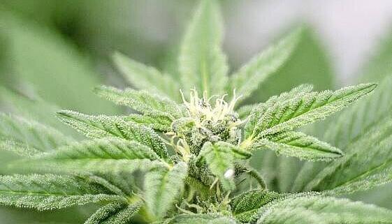 Der Verein in Hohenlohe will von Anfang an mehrere Sorten Cannabis anbauen. Der Verein in Hohenlohe will von Anfang an mehrere Sorten Cannabis anbauen.