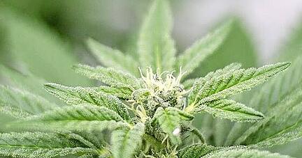 Der Verein will von Anfang an mehrere Sorten Cannabis anbauen.
Foto: dpa