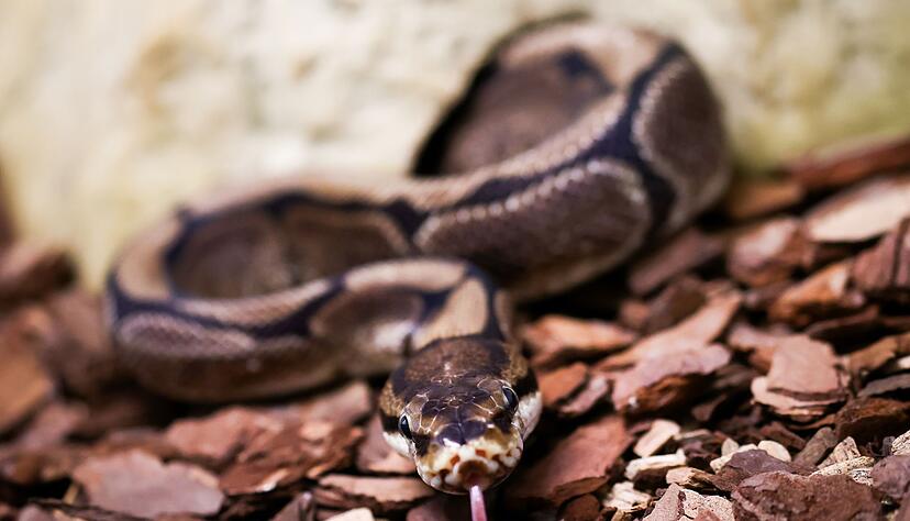 Pythons w&uuml;rgen ihre Opfer, k&ouml;nnen aber auch zubei&szlig;en. (Symbolbild)