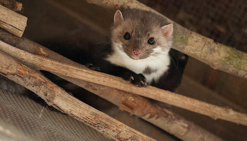 Ein Marder macht einer Kirchengemeinde zu schaffen. (Archivbild) Ein Marder macht einer Kirchengemeinde zu schaffen. (Archivbild)