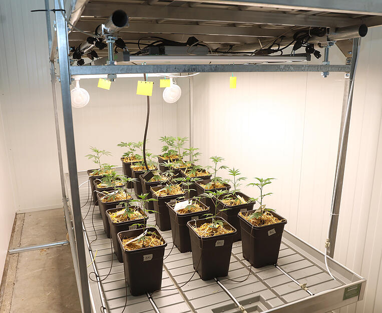 Cannabis-Pflanzen stehen im gesicherten Anbauraum des Langenbrettacher Social Clubs Lollipot.