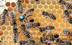 Eine Bienenkönigin inmitten ihres Volkes: Imker Ronald Baumgärtner hat sie mit einem blauen Punkt markiert. Eine Bienenkönigin inmitten ihres Volkes: Imker Ronald Baumgärtner hat sie mit einem blauen Punkt markiert.