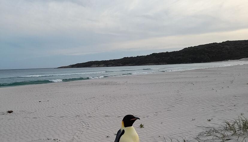 Einsam und etwas überrascht fand sich der Kaiserpinguin plötzlich in Australien wieder (Handout). Einsam und etwas überrascht fand sich der Kaiserpinguin plötzlich in Australien wieder (Handout).