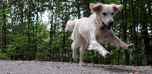 Nicht Jeder Hundebesitzer Halt Sich An Die Leinenpflicht Stimme De