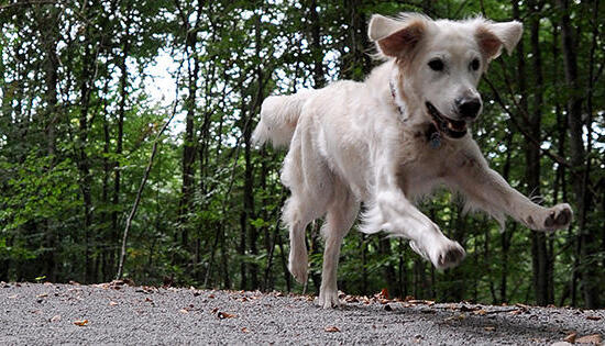 Hunde d&uuml;rfen in vielen Teilen Baden-W&uuml;rttemberg ohne Leine laufen. Die St&auml;dte und Gemeinden k&ouml;nnen selbst &uuml;ber eine Leinenpflicht entscheiden - oft gilt sie nur in Innenst&auml;dten. Foto: Archiv/dpa