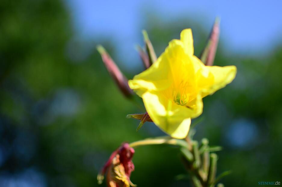 Artenvielfalt im heimischen Garten Artenvielfalt im heimischen Garten