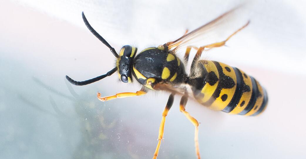 Kleine Unfallursache: Wer hektisch Wespen und Co. am Steuer vertreibt, riskiert die Kontrolle &uuml;ber das Auto zu verlieren.