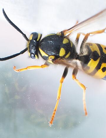 Kleine Unfallursache: Wer hektisch Wespen und Co. am Steuer vertreibt, riskiert die Kontrolle &uuml;ber das Auto zu verlieren.