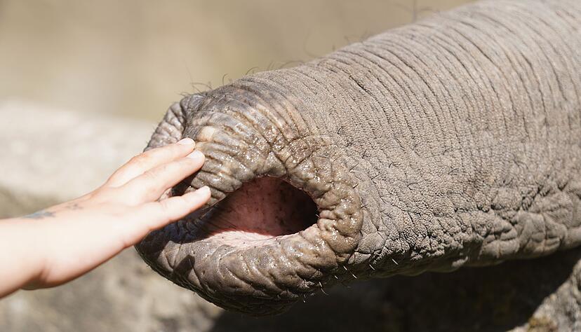 Elefanten zupfen trotz grober Statur präzise Blätter, sie schöpfen Wasser und können winzige Futterstücke ebenso aufheben wie Baumstämme. Elefanten zupfen trotz grober Statur präzise Blätter, sie schöpfen Wasser und können winzige Futterstücke ebenso aufheben wie Baumstämme.