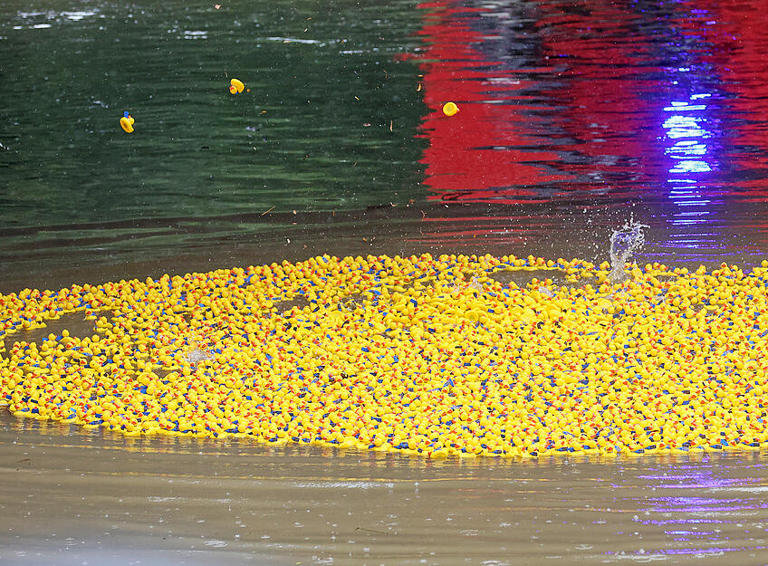 5000 der kleinen Plastikbadeenten hatte der Freundeskreis am Start. 5000 der kleinen Plastikbadeenten hatte der Freundeskreis am Start.