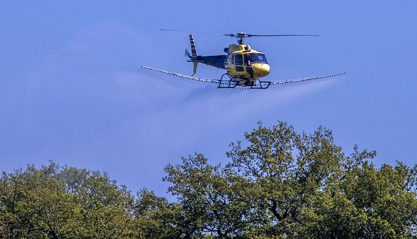 Ein Spezialhubschrauber versprüht über einer Allee im mecklenburgischen Ludwigslust ein Insektizid gegen den Eichenprozessionsspinner. Ein Spezialhubschrauber versprüht über einer Allee im mecklenburgischen Ludwigslust ein Insektizid gegen den Eichenprozessionsspinner.