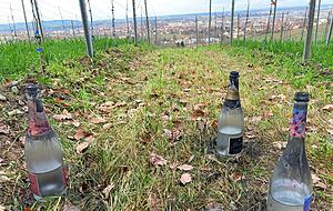 Auch auf dem Gaffenberg stehen noch zahlreiche Flaschen, aus denen Raketen abgeschossen wurden, in den Weinbergen.