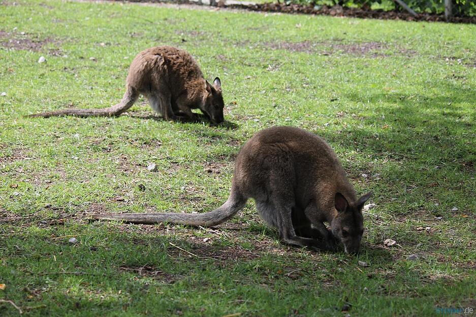 Kängurus und Alpakas im Öhringer Hofgarten
