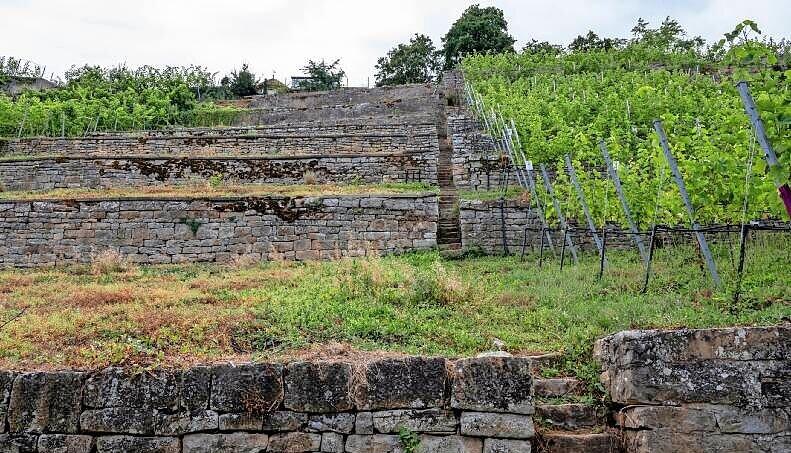Wie hier in Lauffen liegen immer mehr Weinberge in Steillagen brach. Gibt es Alternativen? Wie hier in Lauffen liegen immer mehr Weinberge in Steillagen brach. Gibt es Alternativen?
