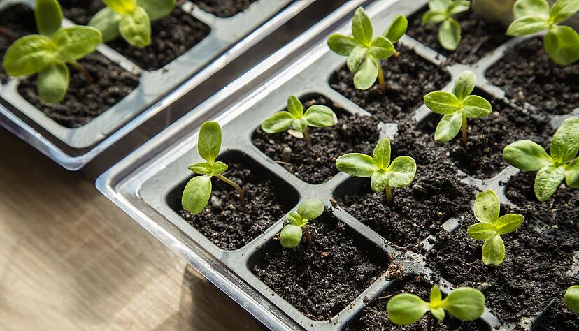 Gesunde S&auml;mlinge: Gleichm&auml;&szlig;ig feuchte Erde und ausreichend Licht sorgen f&uuml;r kr&auml;ftiges Wachstum.