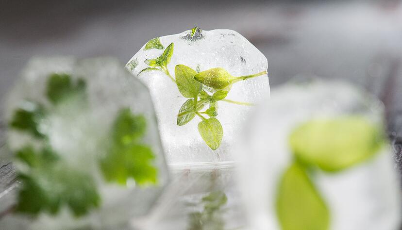 Kr&auml;uter k&ouml;nnen portionsweise in Eisw&uuml;rfelformen eingefroren werden.