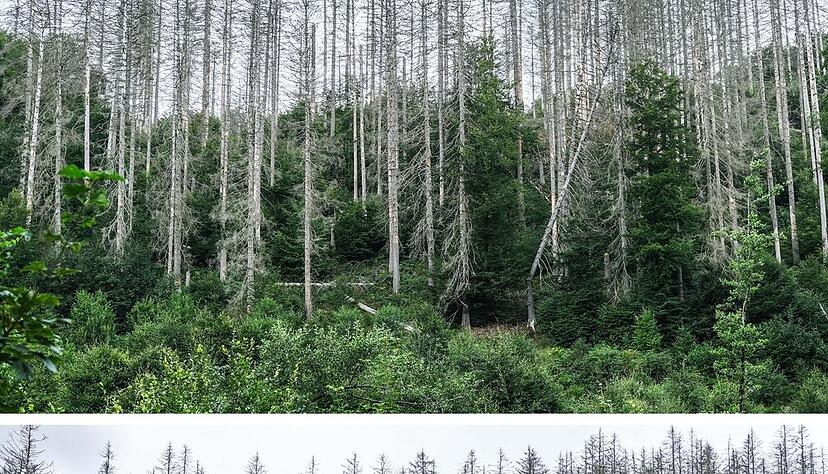 Die Bilder aus der Eifel von 2023 bis 2025 zeigen: B&auml;ume wachsen langsam. Die widerstandsf&auml;higeren Buchen sollen die abgestorbenen Fichten im Laufe der Zeit verdr&auml;ngen.