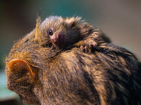 Klein, flauschig und ziemlich niedlich: Diese Tierbabys gab es in der Stuttgarter Wilhelma im Jahr 2025.