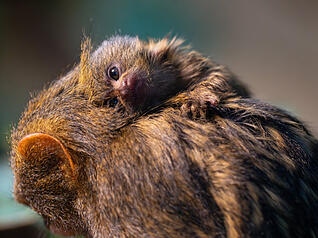 Klein, flauschig und ziemlich niedlich: Diese Tierbabys gab es in der Stuttgarter Wilhelma im Jahr 2025.