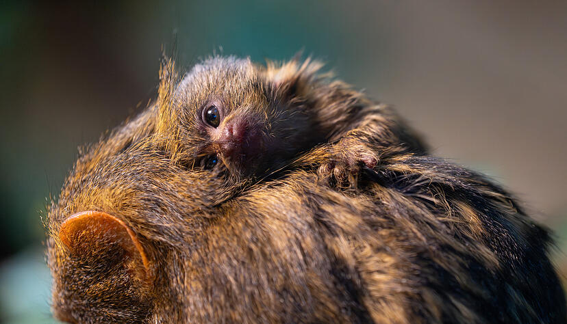 Klein, flauschig und ziemlich niedlich: Diese Tierbabys gab es in der Stuttgarter Wilhelma im Jahr 2025.