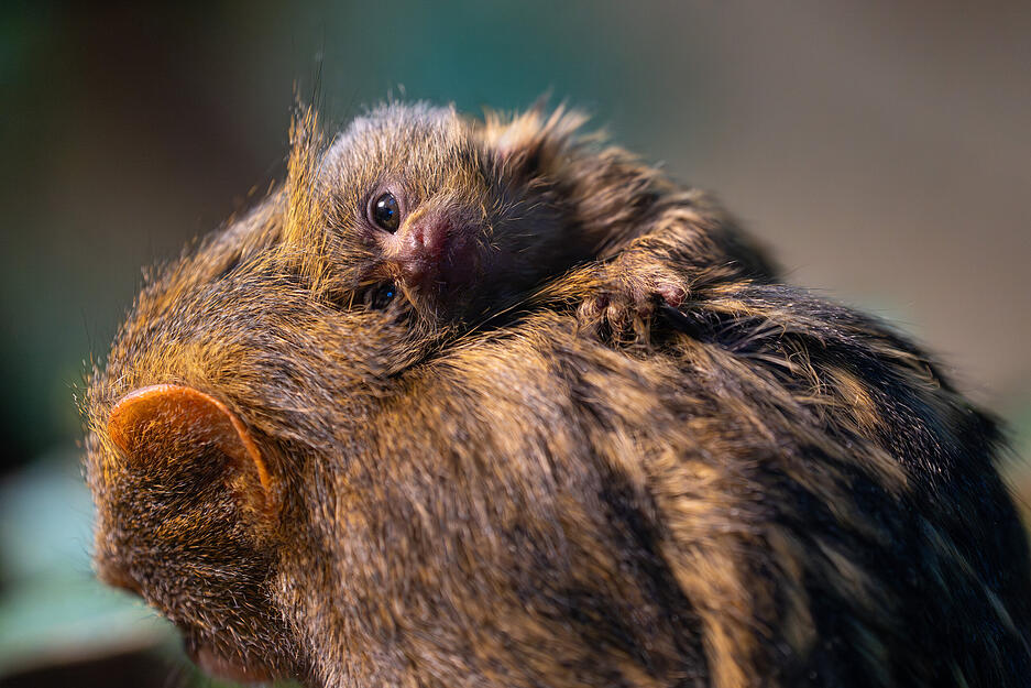Klein, flauschig und ziemlich niedlich: Diese Tierbabys gab es in der Stuttgarter Wilhelma im Jahr 2025.