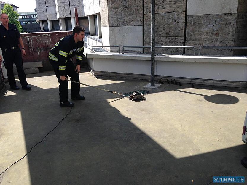 Feuerwehr rettet Entenfamilie | 02.07.