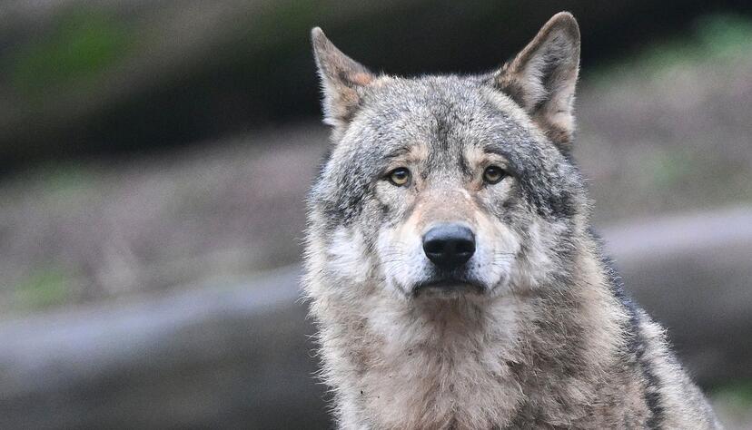 Ein Wolf im Gehege des Tierparks Wildparadies Tripsdrill. Tiere leben aber auch in freier Wildbahn in Baden-Württemberg.