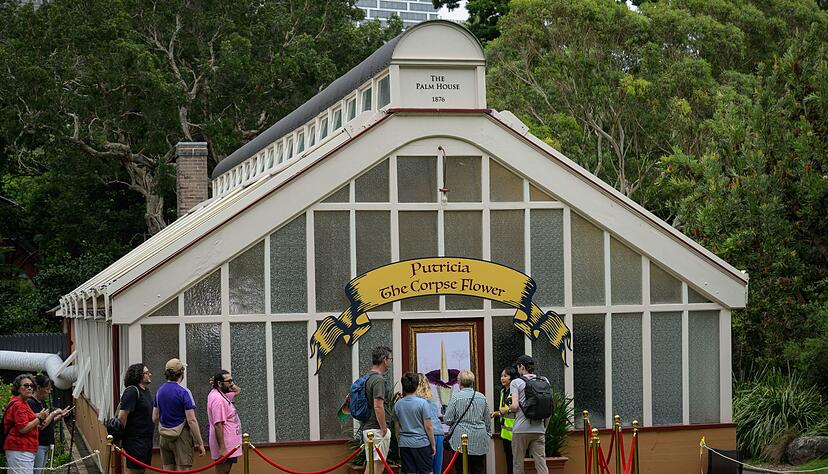 Der Andrang vor dem Gew&auml;chshaus war gro&szlig; - denn bis zur n&auml;chsten Bl&uuml;te kann es Jahre dauern.