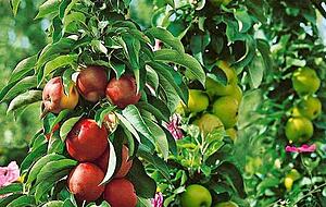 Durch Veredelung können Profis über die Größe der Obstbäume bestimmen. Durch Veredelung können Profis über die Größe der Obstbäume bestimmen.