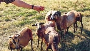 Kamerunschafe stammen aus Westafrika und verlieren ihr Fell wie Ziegen. Sie m&uuml;ssen also nicht geschoren werden.Fotos: Barbara Barth